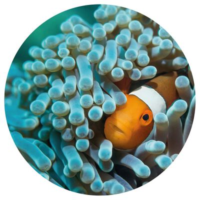 WallArt tapetcirkel Nemo the Anemonefish 142,5 cm