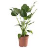 vidaXL Alocasia Cucullata &Oslash;21 h&oslash;jde 65-75 cm