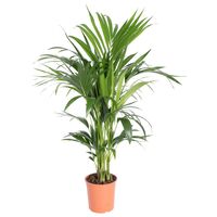 vidaXL Kentia-palme Howea Forsteriana Ø19 højde 90-100 cm