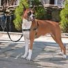 PetSafe hundesele Easy Walk M sort