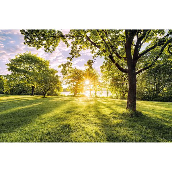 Komar fototapet Golden Moment 400x250 cm