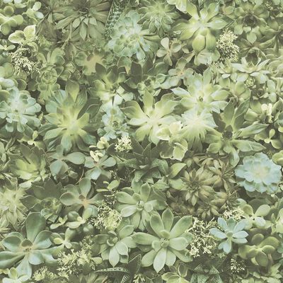 Noordwand tapet Evergreen Succulent grøn og beige