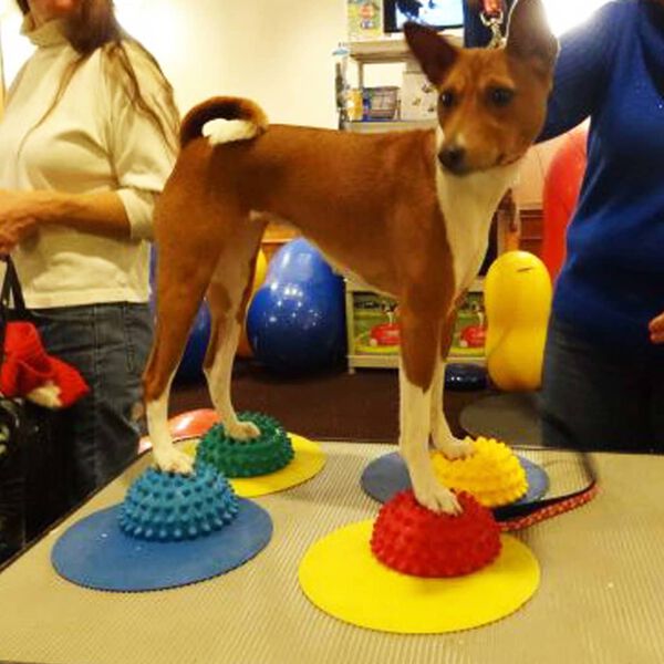 FitPAWS skiver til target-tr&aelig;ning 4 stk. gul og bl&aring;