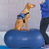 FitPAWS balanceplatform til k&aelig;ledyr Trax Peanut 60 cm bl&aring;