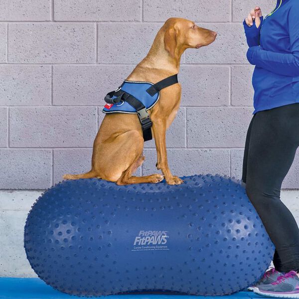 FitPAWS balanceplatform til k&aelig;ledyr Trax Peanut 60 cm bl&aring;