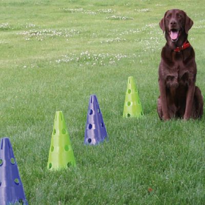 FitPAWS agility-sæt til hunde Canine Gym