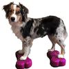FitPAWS balanceplatform til hunde 2 stk. Mini K9FITbone 29x16,5x6 cm