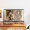 vidaXL Krybdyr og amfibiehabitater Hvid 40 x 30 x 30 cm Glas