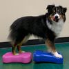 FitPAWS balanceplatform hund 2 stk. Mini K9FITbone 29x16,5x6 cm blå