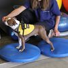 FitPAWS balancebr&aelig;t til k&aelig;ledyr 36 cm bl&aring;