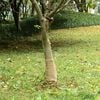 vidaXL juterulle 0,25x10 m 200 gsm 100 % jute