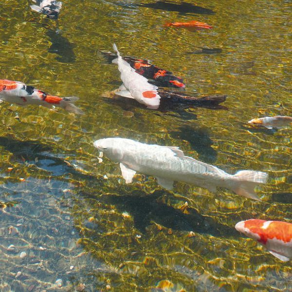 Ubbink AlgClear UV-C-enhed 55000 55 W 1355142